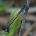 Ischnura heterosticta