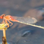 Xanthagrion erythroneurum