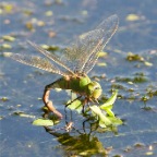 Anax gibbosulus