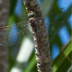 Hemianax papuensis