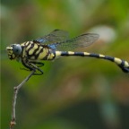 Ictinogomphus australis