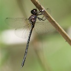 Pseudocordulia elliptica