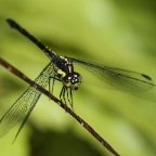 Agrionoptera longitudinalis biserialis