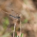 Diplacodes nebulosa