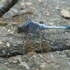 Orthetrum caledonicum