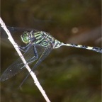 Orthetrum serapia