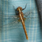 Rhodothemis lieftincki