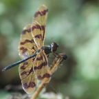 Rhyothemis graphiptera