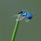 Rhyothemis resplendens