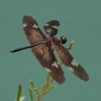 Rhyothemis princeps