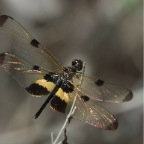 Rhyothemis phyllis