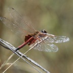 Tramea loewii