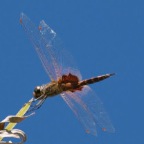 Tramea stenoloba