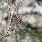 Austroaeschna tasmanica