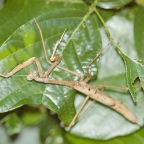 Archimantis latistyla ?