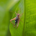 Caradiodactylus novaeguineaensis