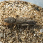 Gryllotalpa sp.