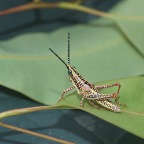 Greyacris profundesulcata