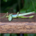 Parapoclacanthus hasenpuschorum