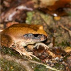 Mixophyes carbinensis