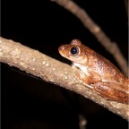 Litoria eucnemis