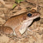 Litoria daemeli