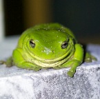 Litoria caerulea