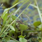 Litoria fallax