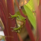 Litoria infrafrenata