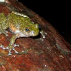 Litoria nannotis