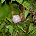 Litoria peronii