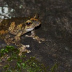 Litoria serrata