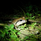 Litoria wilcoxii