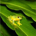 Litoria xanthomera