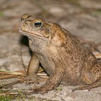 Bufo marinus