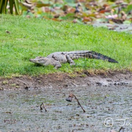 Crocodylus porosus [DSC_4839].jpg