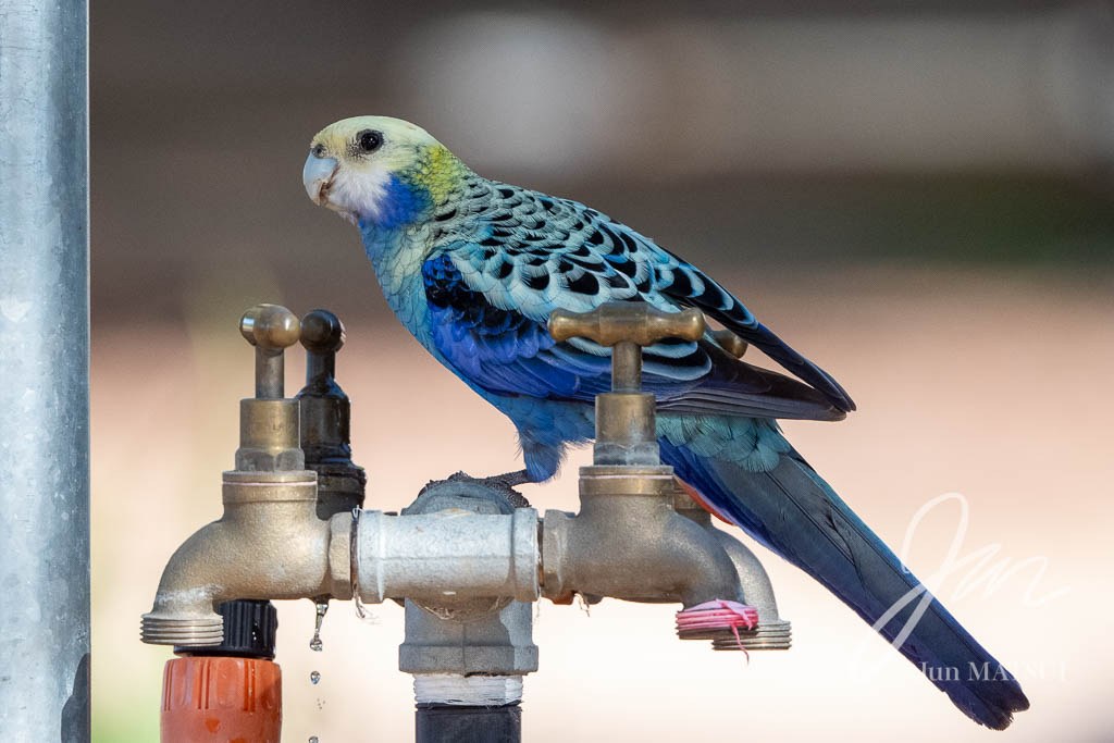 ホオアオサメクサインコ