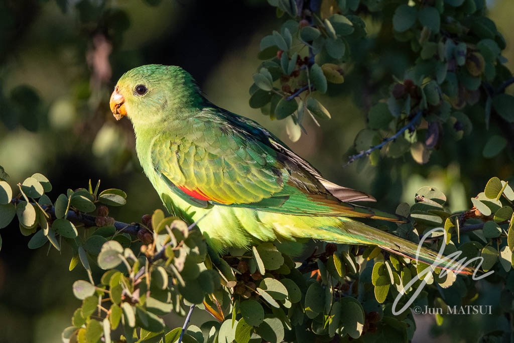 ハゴロモインコ