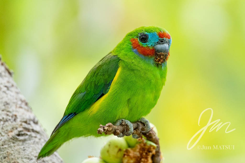 イチジクインコ
