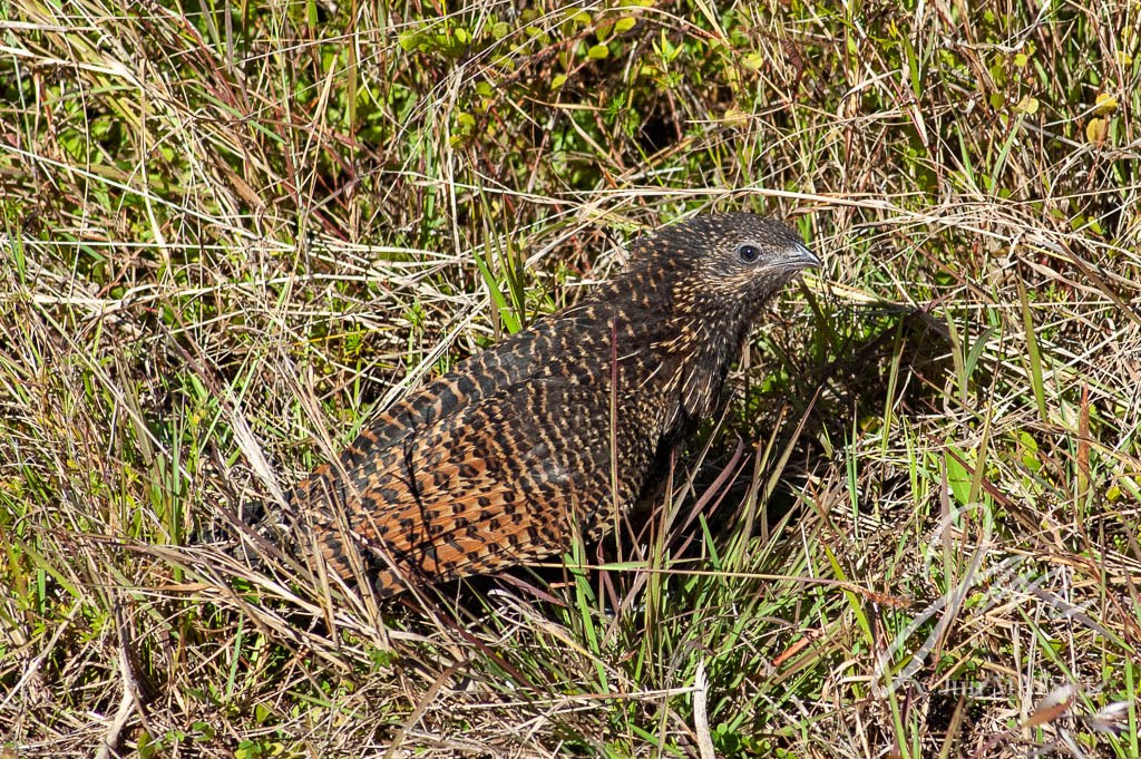 キジバンケン