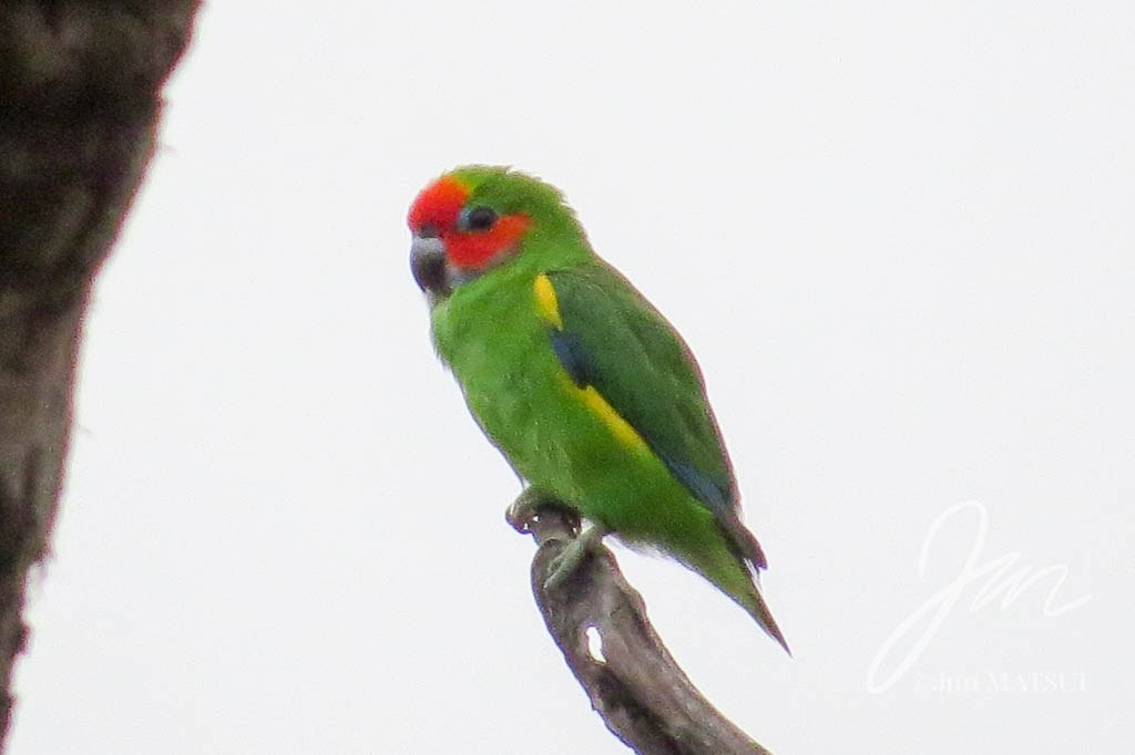 イチジクインコ