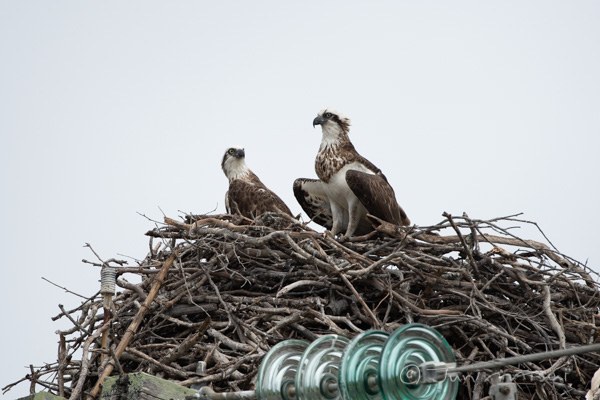ミサゴ