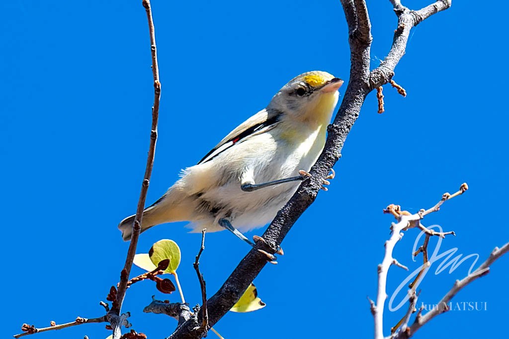 キボシホウセキドリ