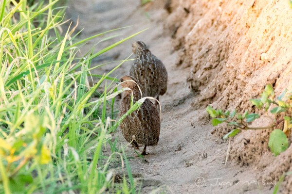 ヌマウズラ
