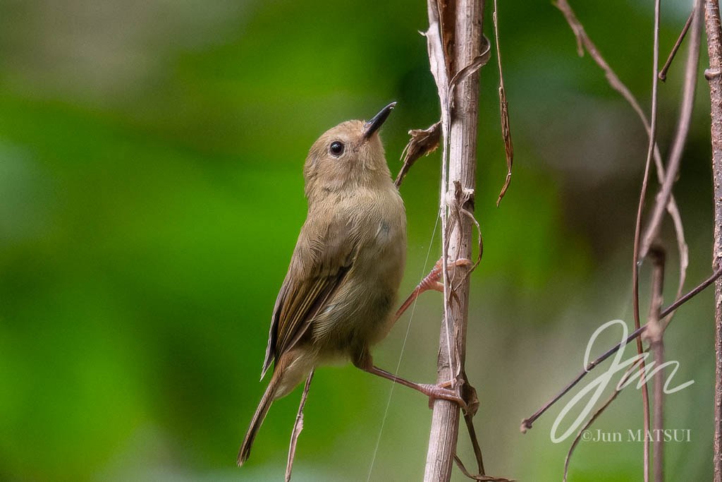 ハシナガヤブムシクイ