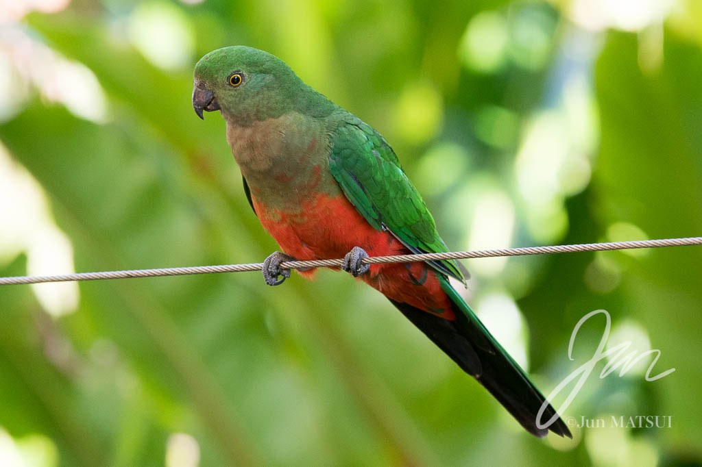 キンショウジョウインコ