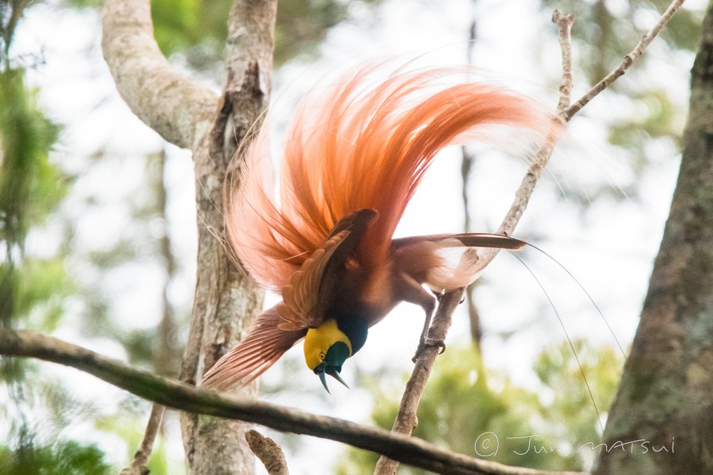 アカカザリフウチョウ 