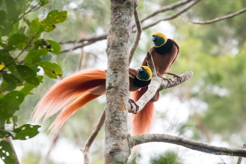 アカカザリフウチョウ 