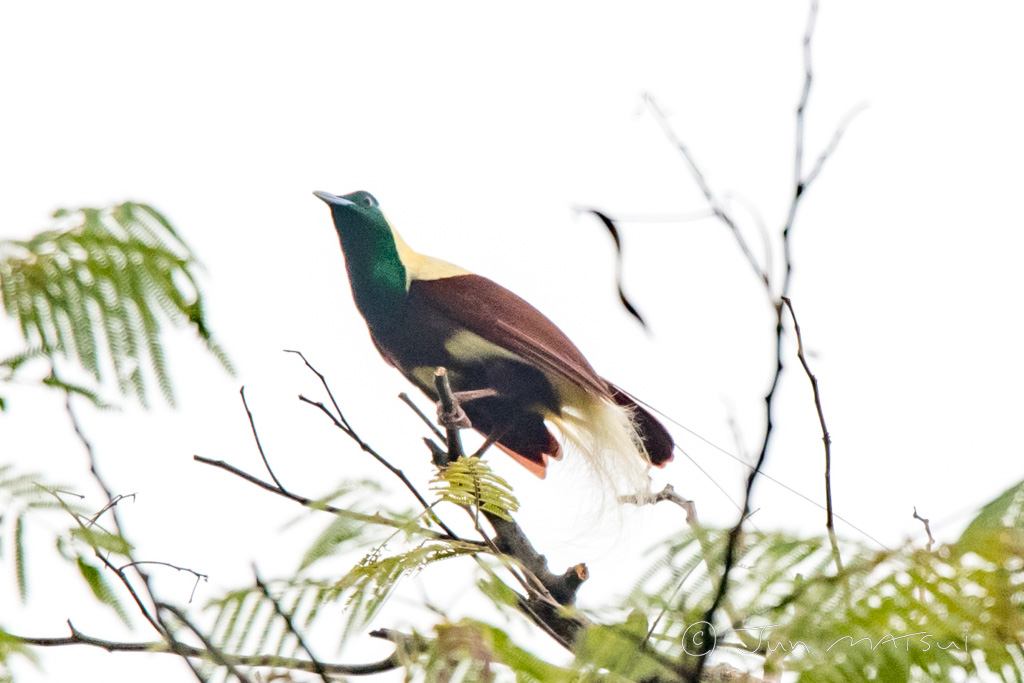 シロカザリフウチョウ