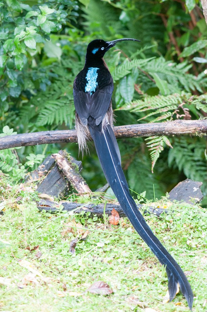 チャイロカマハシフウチョウ